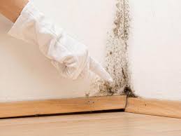 Trusted Hamilton, MO Mold Removal Experts